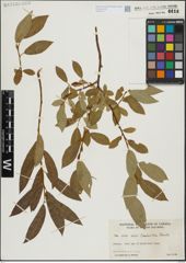 Foto von Salix lasiandra Benth.